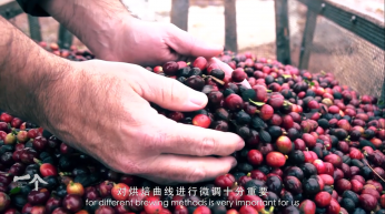 普洱咖啡 中国咖啡产地纪录片